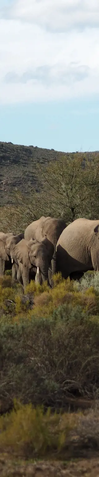Besuche das schöne Montagu in der Karoo